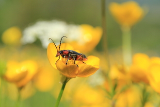 Soldier beetle