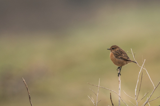 stonechat