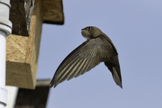 A swift flying to a nest box attached to the eaves of a cottage with its throat pouch bulging with insects it has caught to feed its chicks 