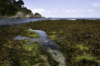 View of rockpools and seaweed with cliffs in the background, and blue skies and sea