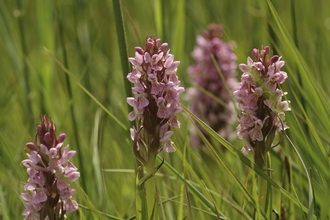 Southern-marsh orchids (Dactylorhiza praetermissa) Wicken Fen, Cambridgeshire. -