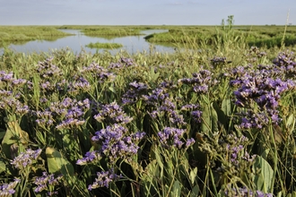 Coastal realignment, Abbotts Hall Farm, Essex