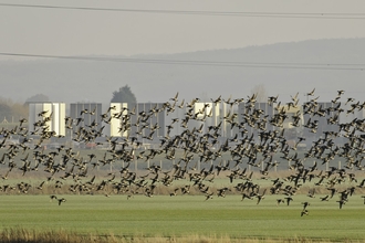 Flock of dark-bellied brent goose (Branta bernicla) in front of London Array Windfarm onshore substation, Graveney, Kent