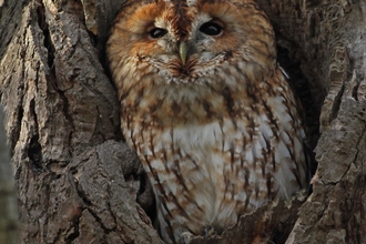 A tawny owl peeking out from a hole in an old tree