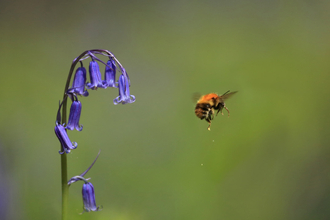 bumblebee