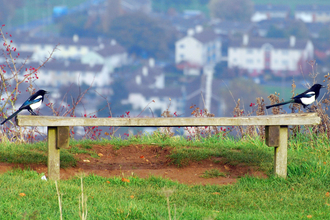 Two magpies sat on opposite ends of a wooden bench on a hill overlooking houses