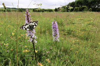 A wildflower meadow beneath a cloudy sky, with a row of trees in the distance. The meadow is filled with colourful flowers and green grasses. In the foreground are two tall, pink towers of common spotted orchid flowers. A black and white marbled white butterfly rests on one