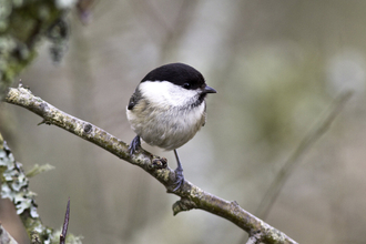 Willow tit