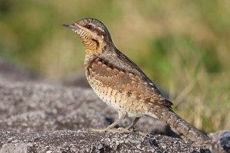A wryneck standing on a rock