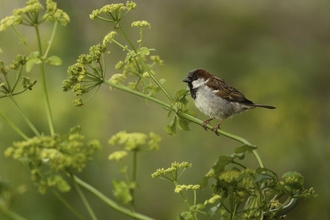 house sparrow