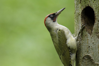 Green woodpecker