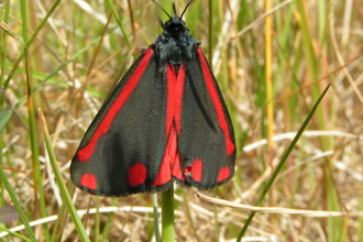 cinnabar