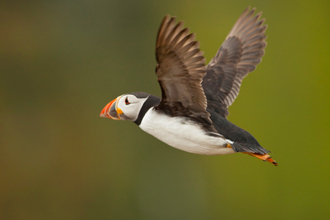 puffin