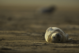 Grey Seal (Halichoerus grypus). Donna Nook National Nature Reserve, Lincolnshire, United Kingdom