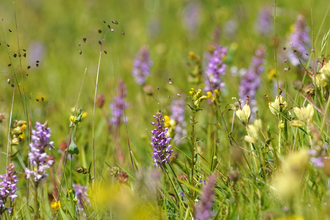 A collection of wildflowers blooming in a meadow, including the purple towers of common spoted orchids