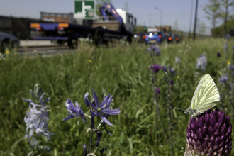 Wild flower planting in urban situation, with green-viened white butterfly, Pieris napi, Sheffield city centre - Paul Hobson