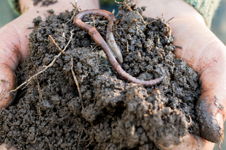 Worm soil