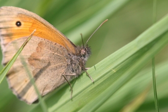 Meadow Brown Butterfly