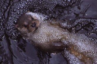 Otter