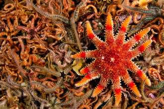 Starfish