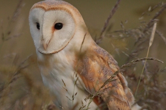 Barn owl