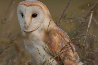 Barn owl