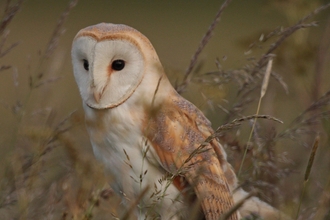 Barn owl