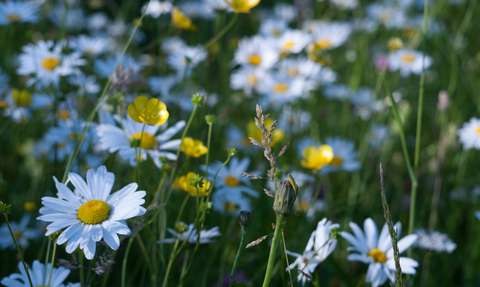 Lowland meadow and pasture