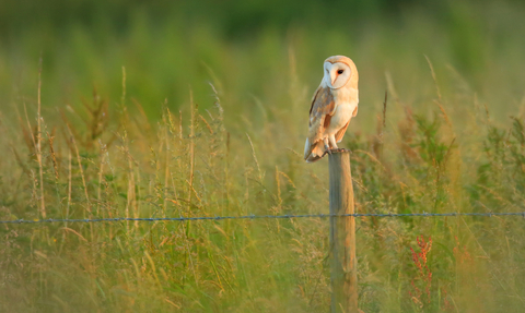 Barn owl perched