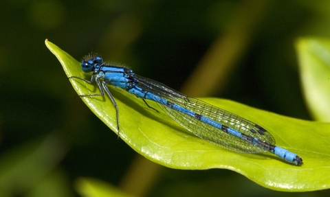 Common Blue Damselfly