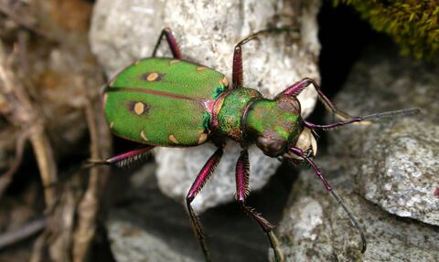 Green Tiger Beetle
