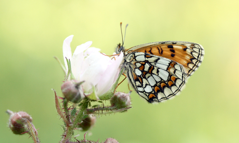 Heath Fritillary butterfly
