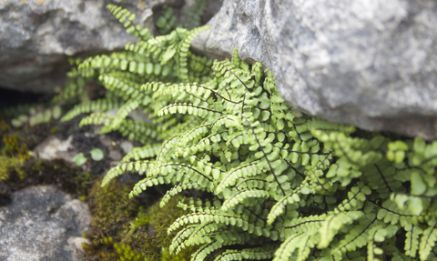 Maidenhair Spleenwort