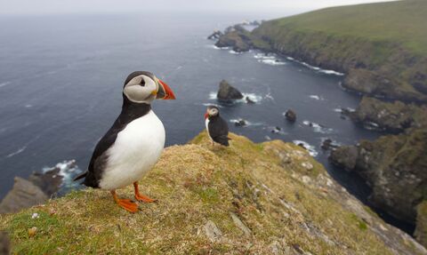 Puffins on cliff