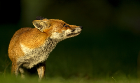 Fox- Danny Green 