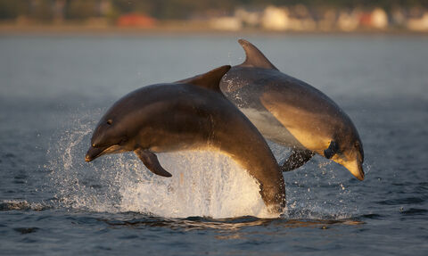 Bottlenose dolphins
