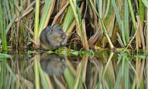 Water Vole (c) Terry Whittaker/2020VISION