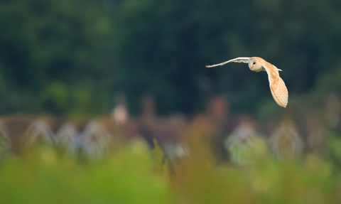 Birds of Prey guide – Field Studies Council