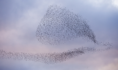 A murmuration of starlings coming in to roost, The Wildlife Trusts 