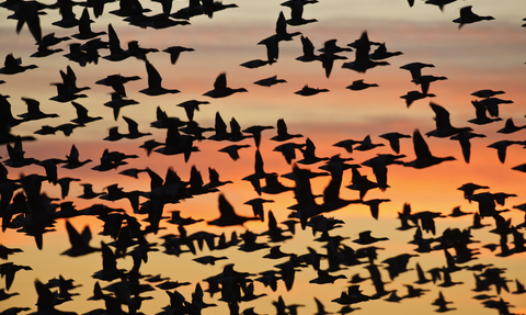Bird migration | The Wildlife Trusts