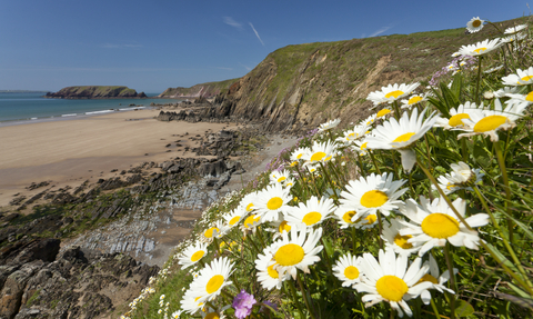 Oxeye daisies near beach, The Wildlife Trusts