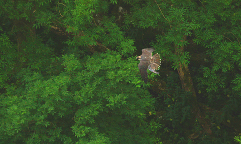 Birds of prey  Derbyshire Wildlife Trust