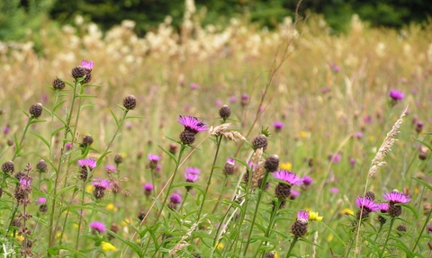 Trewalkin Meadow