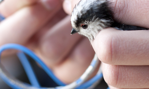 Bird ringing Tom Marshall