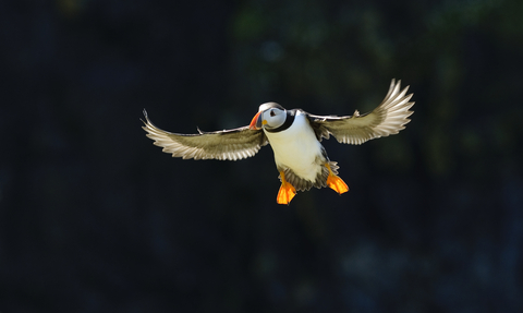 puffin wildlife trust