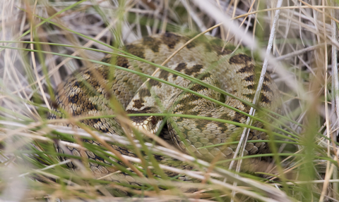 Adder curled up in the grass, The Wildlife Trusts