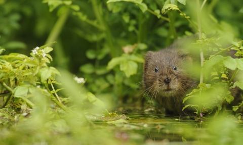 water vole 