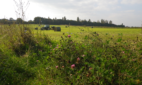 Baling legume herb mix at Lower Smite Farm