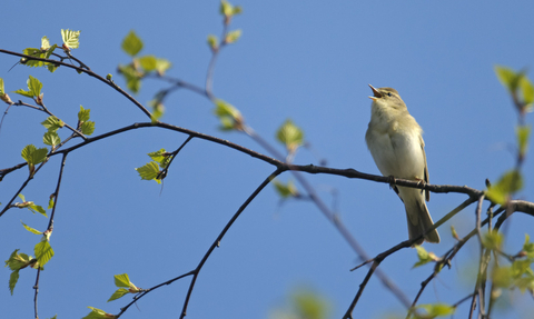 Bird sounds. Singing nightingale. Amazing bird song 