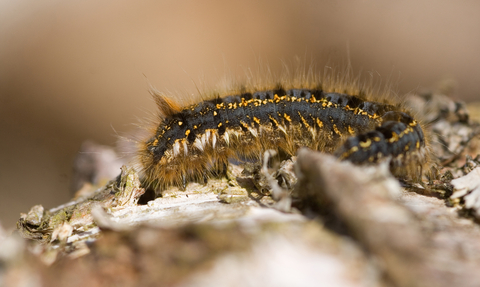 Drinker moth caterpillar